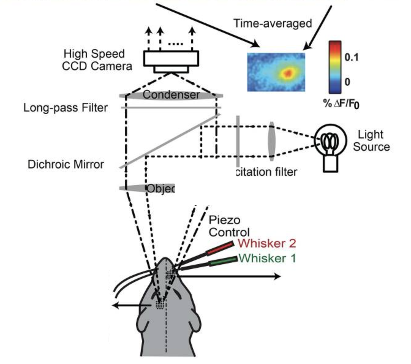 Neural Coding Of Tactile Signals | Laboratory For Neural Engineering ...